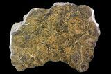 Polished Fossil Coral (Actinocyathus) - Morocco #85041-1